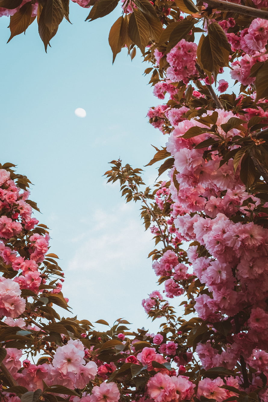 Pink Sakura Blossoms Framing a Pale Moon Against a Soft Blue Spring Sky HD phone wallpaper