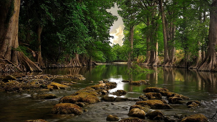Serene Forest Stream with Mossy Rocks and Tall Trees HD wallpaper
