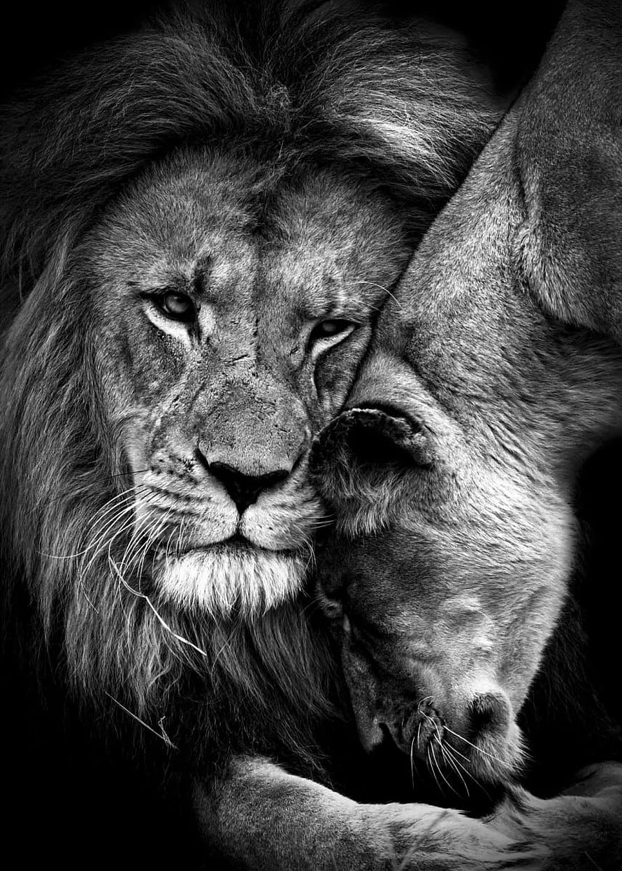 Intimate Black and White Portrait of a Lion Couple in a Tender Embrace HD phone wallpaper