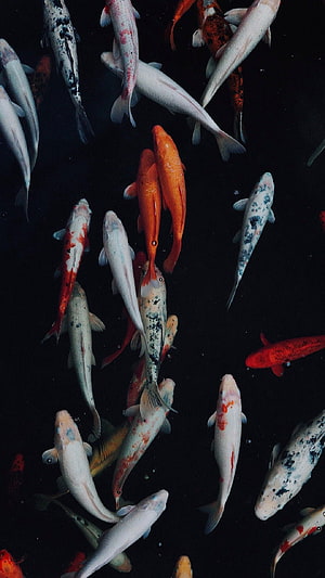 Colorful Koi Fish Schooling in Dark Water HD phone wallpaper