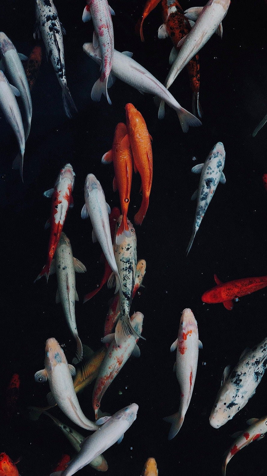 Colorful Koi Fish Schooling in Dark Water HD phone wallpaper