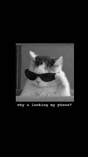 Sassy Cat Wearing Sunglasses Black and White Meme Wallpaper HD phone wallpaper