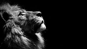 Majestic Male Lion Profile in Dramatic Black and White Photography HD wallpaper