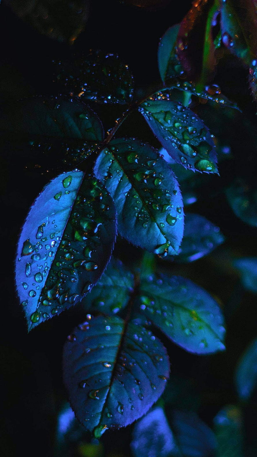 Moody Close-Up of Rain-Drenched Leaves with Dew Drops Under Blue Light HD phone wallpaper