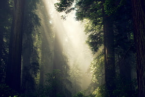 Sunbeams Piercing Through Misty Evergreen Forest Canopy HD wallpaper