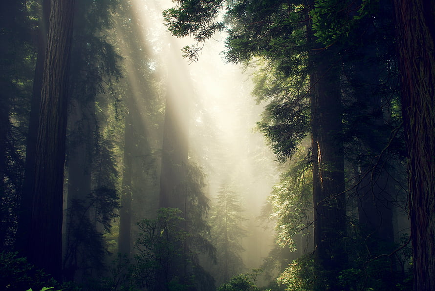 Sunbeams Piercing Through Misty Evergreen Forest Canopy HD wallpaper
