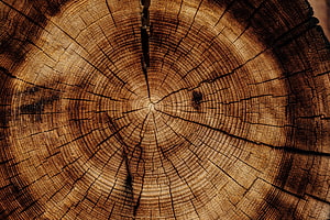 Close-up of a weathered tree stump cross-section showing concentric growth rings and natural radial cracks HD wallpaper