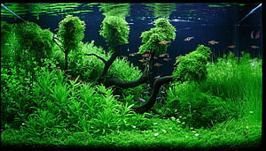 Lush Green Aquascape with Mossy Driftwood and Schooling Tetras in a Freshwater Aquarium HD wallpaper
