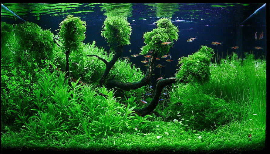 Lush Green Aquascape with Mossy Driftwood and Schooling Tetras in a Freshwater Aquarium HD wallpaper