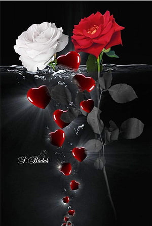 Romantic Red and White Roses with Floating Hearts in Water HD phone wallpaper