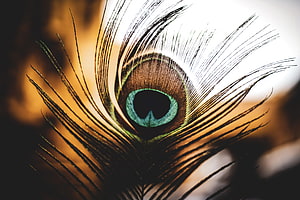 Macro Close-Up of a Peacock Feather Eye with Iridescent Blue and Gold Barbs HD wallpaper