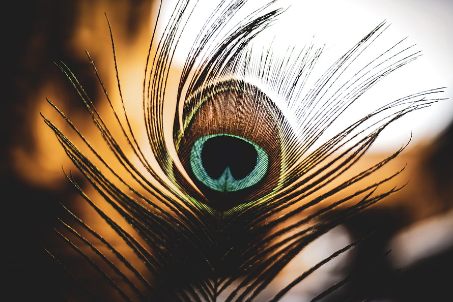 Macro Close-Up of a Peacock Feather Eye with Iridescent Blue and Gold Barbs HD wallpaper
