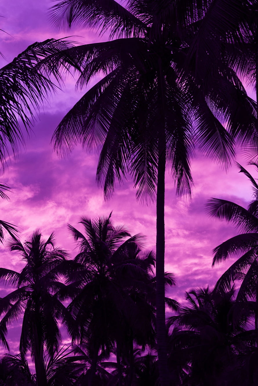 Silhouetted Coconut Palms Against a Vivid Violet Tropical Sunset Sky HD phone wallpaper