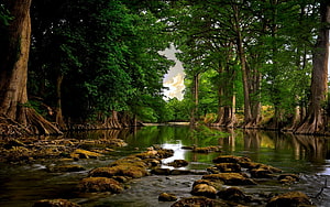 Serene Forest River with Mossy Rocks and Tall Trees HD wallpaper