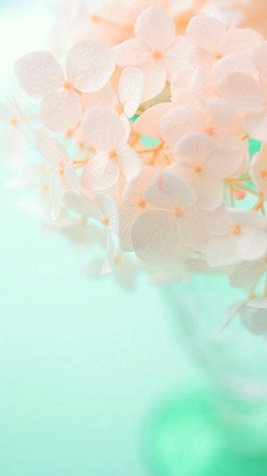 Soft Pastel Hydrangea Blooms Against a Dreamy Mint Green Background HD phone wallpaper