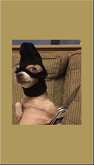 Funny Chihuahua Dog Wearing Black Balaclava Mask Holding Pocket Knife on Couch HD phone wallpaper