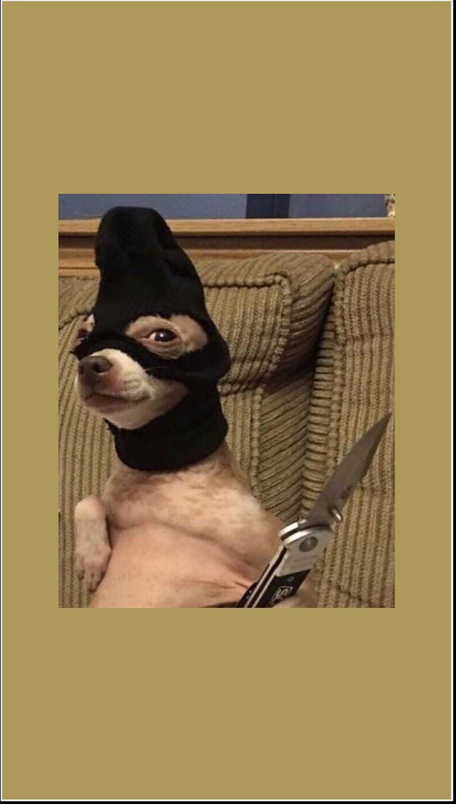 Funny Chihuahua Dog Wearing Black Balaclava Mask Holding Pocket Knife on Couch HD phone wallpaper