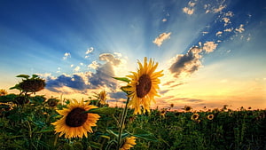 Sunflower Field at Golden Hour with Dramatic Clouds and Sunburst Sky HD wallpaper