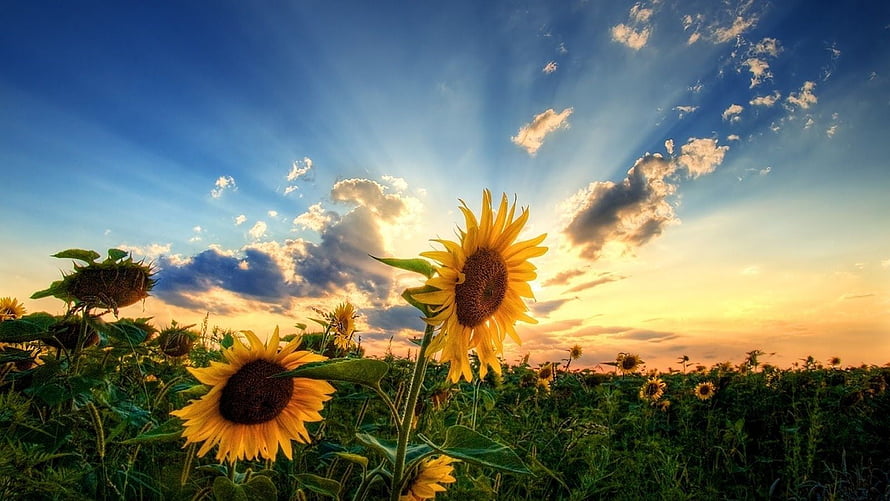 Sunflower Field at Golden Hour with Dramatic Clouds and Sunburst Sky HD wallpaper