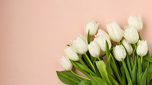 Elegant White Tulip Bouquet on Soft Pink Background HD wallpaper