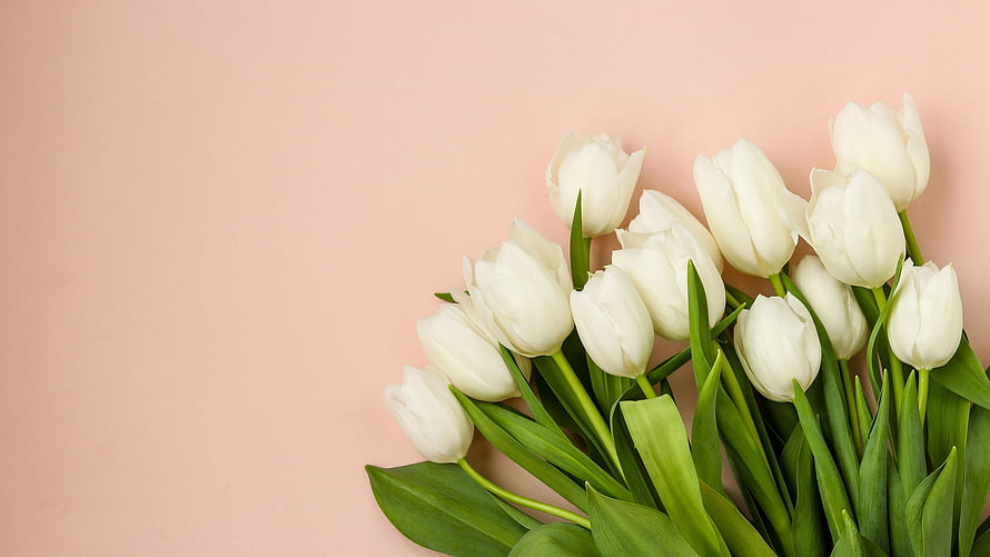 Elegant White Tulip Bouquet on Soft Pink Background HD wallpaper
