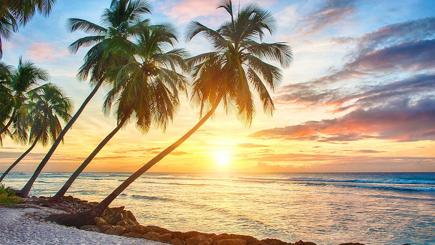 Tropical Beach Sunset with Leaning Coconut Palms and Golden Ocean Waves HD wallpaper