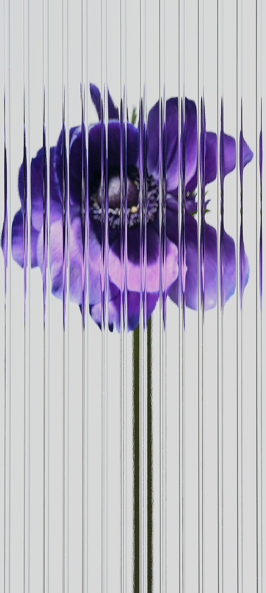 Glitch Art Purple Anemone Flower with Vertical Digital Distortion on White Background HD phone wallpaper