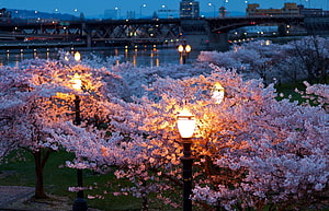 Cherry Blossoms Illuminated by Vintage Street Lamps Along a River at Dusk HD wallpaper