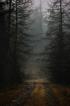 Misty Forest Path Winding Through Dark Autumn Trees and Foggy Branches HD phone wallpaper
