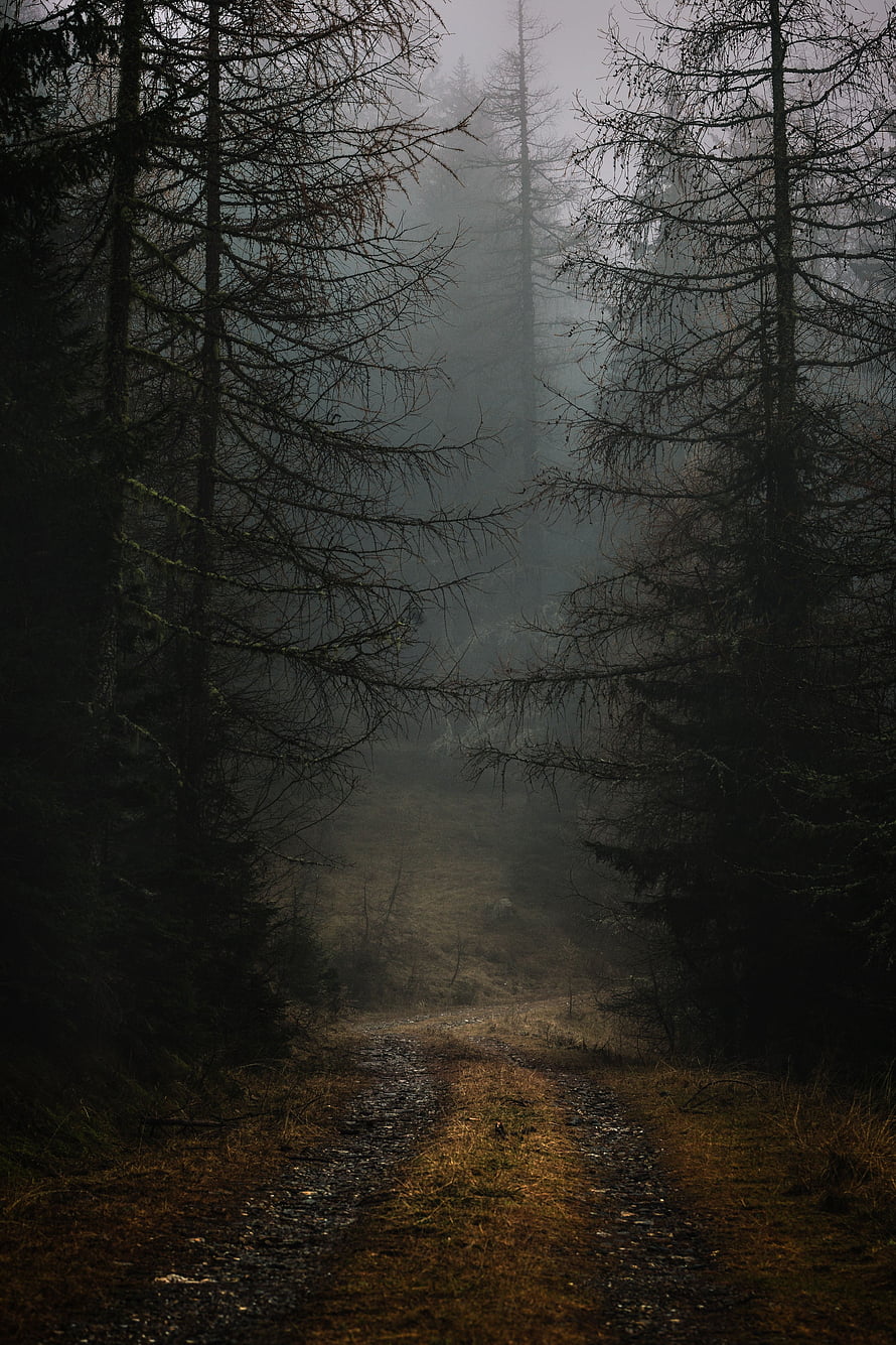 Misty Forest Path Winding Through Dark Autumn Trees and Foggy Branches HD phone wallpaper