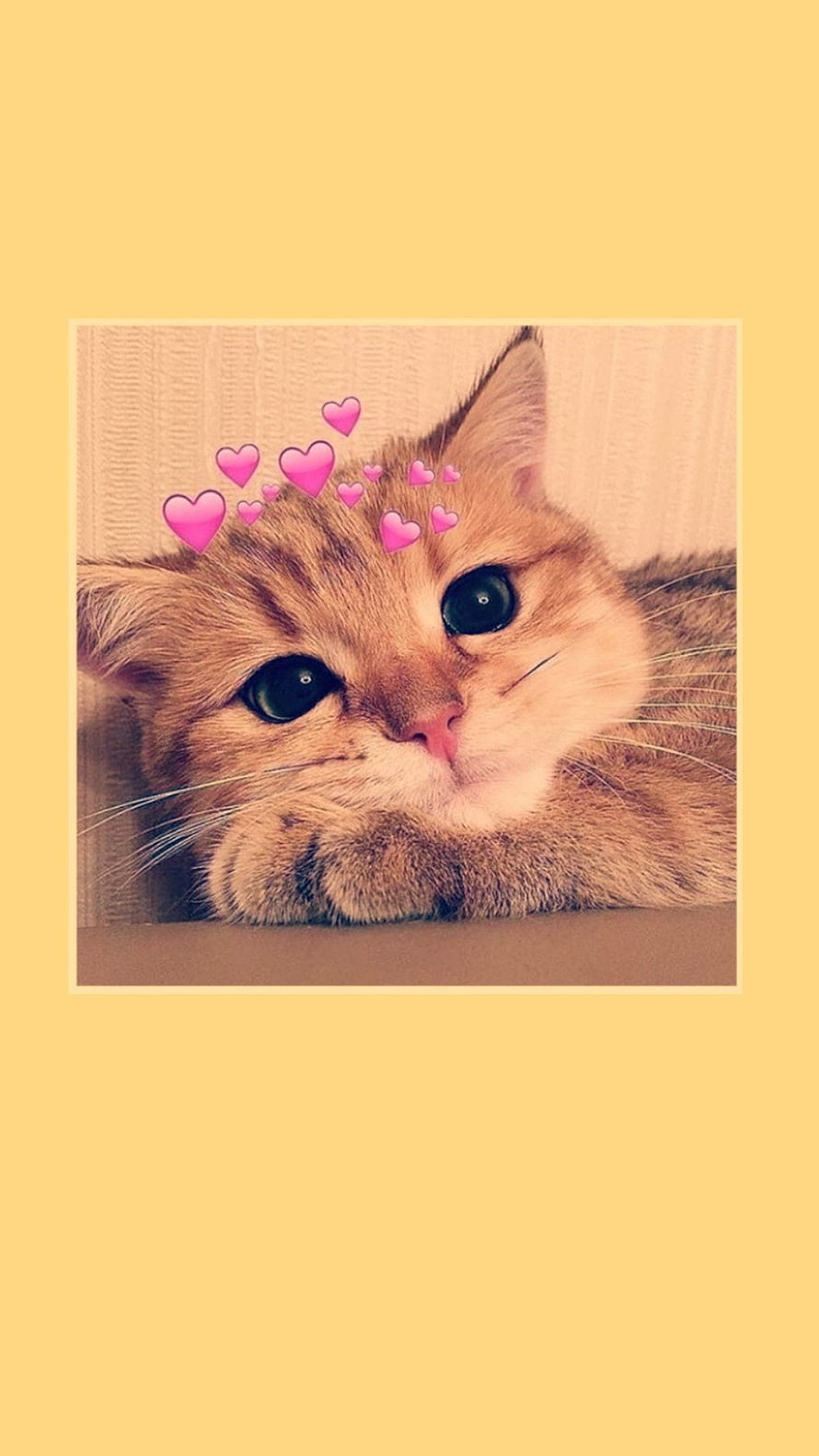 Adorable Tabby Cat With Pink Hearts On Soft Yellow Background HD phone wallpaper