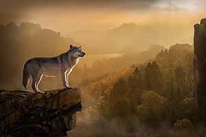 Lone Wolf Standing on Rocky Cliff Overlooking Misty Autumn Forest at Golden Hour HD wallpaper