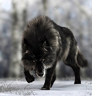Majestic Black Wolf Stalking Through Snowy Winter Forest Landscape HD phone wallpaper