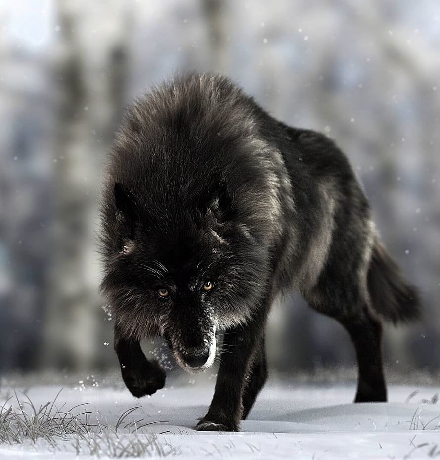 Majestic Black Wolf Stalking Through Snowy Winter Forest Landscape HD phone wallpaper