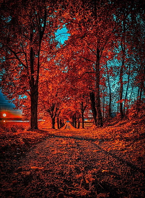 Vibrant Autumn Tree Tunnel with Fiery Red Foliage and Dramatic Sunset Sky HD phone wallpaper