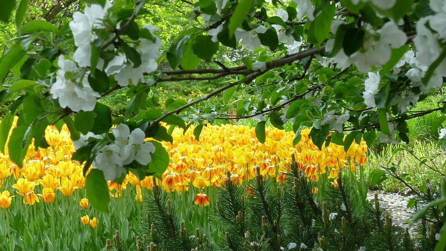 Vibrant Spring Garden Scene With White Blossoms And Yellow Tulips HD wallpaper