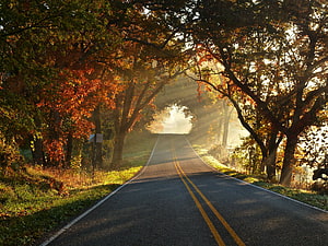 Sunlit Country Road Lined with Autumn Trees and Morning Mist HD wallpaper